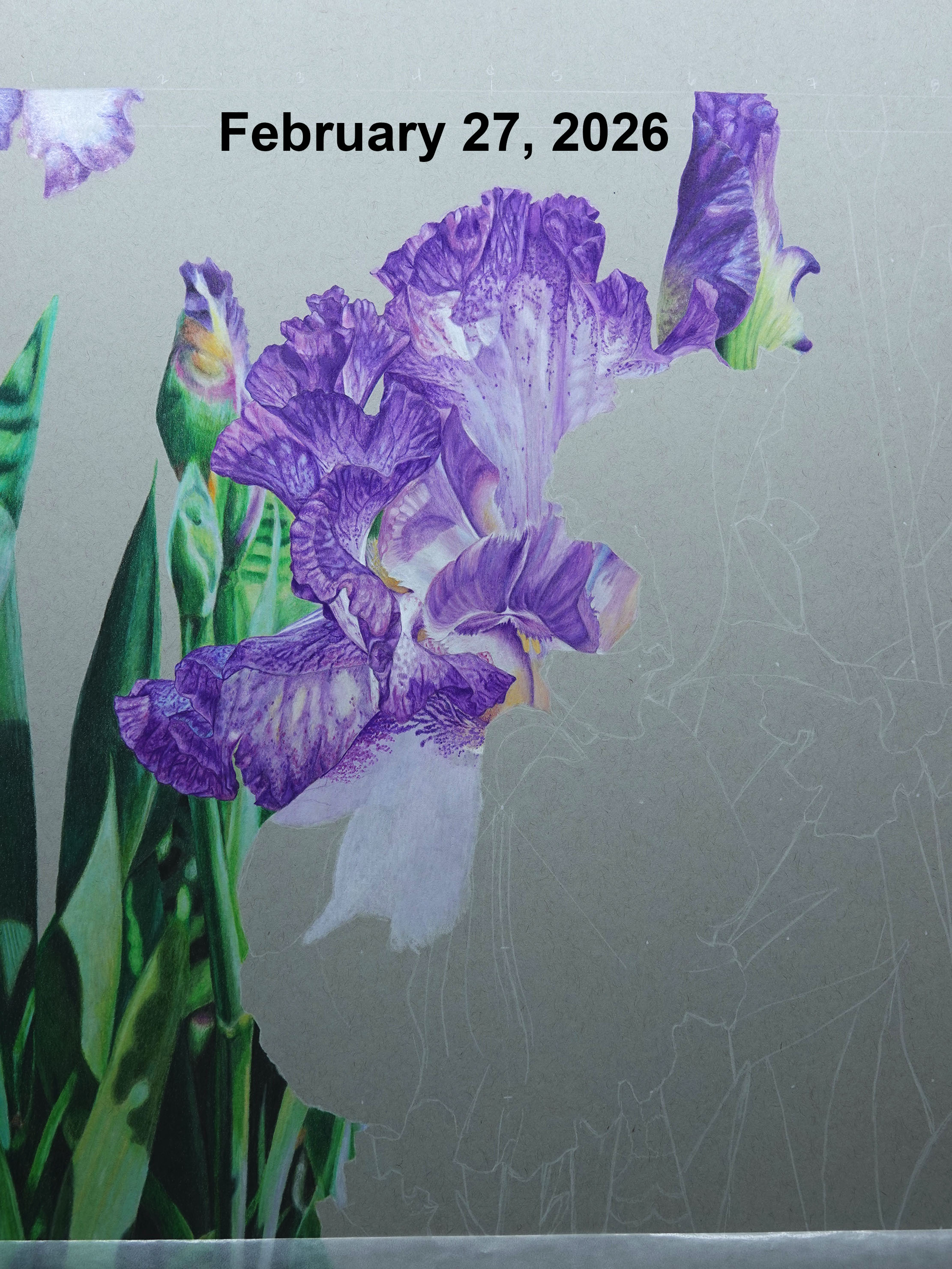 An in-progress photo of a purple iris drawing